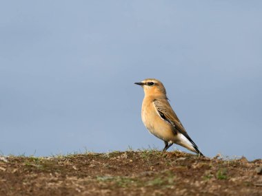 Kuzeyli buğday sakalı, Oenanthe oenanthe, çimlerin üzerinde bekar kadın, Cormwall Eylül 2022