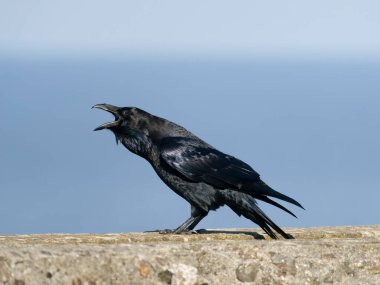 Raven, Corvus Corax, duvardaki tek kuş, Cormwall Eylül 2022
