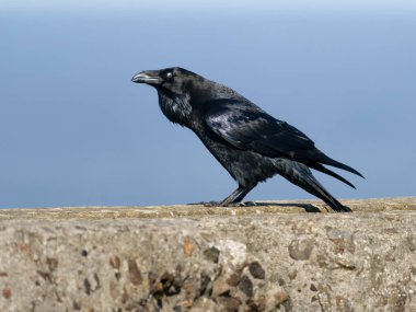 Raven, Corvus Corax, duvardaki tek kuş, Cormwall Eylül 2022