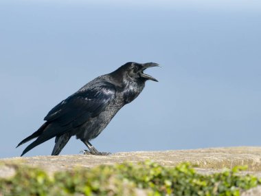 Raven, Corvus Corax, duvardaki tek kuş, Cormwall Eylül 2022