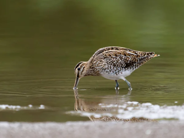 Common Snipe Gallinago Gallinago Single Bird Water Warwickshire September 2022 — Stock Photo, Image