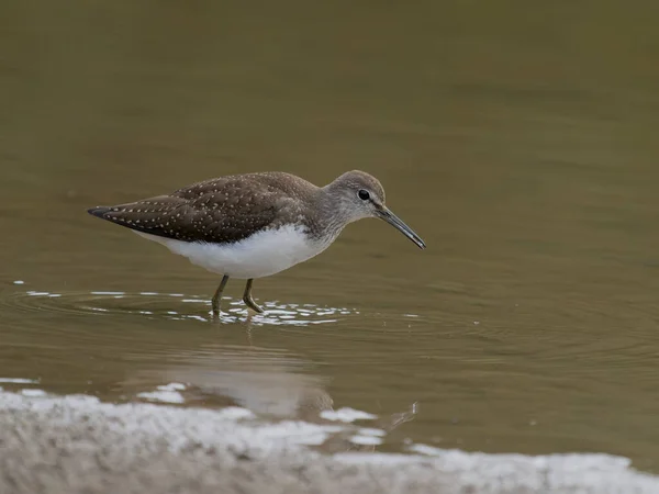 緑のサンドパイパー トリンガ オクロプス 単羽の鳥 Warwickshire 2022年9月 — ストック写真