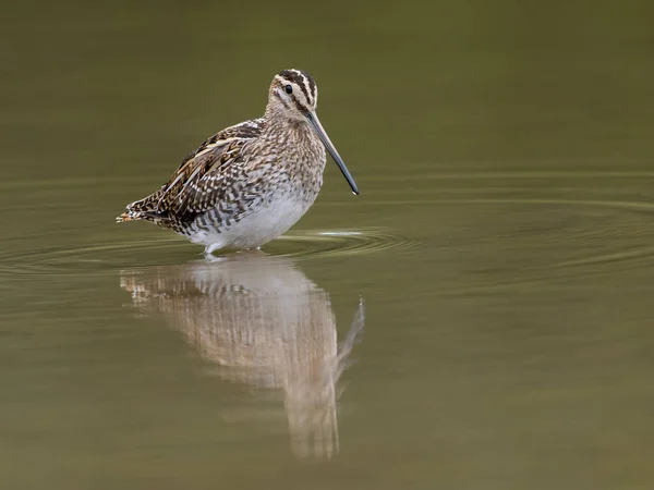 Common Snipe Gallinago Gallinago Single Bird Water Warwickshire September 2022 — Stock Photo, Image