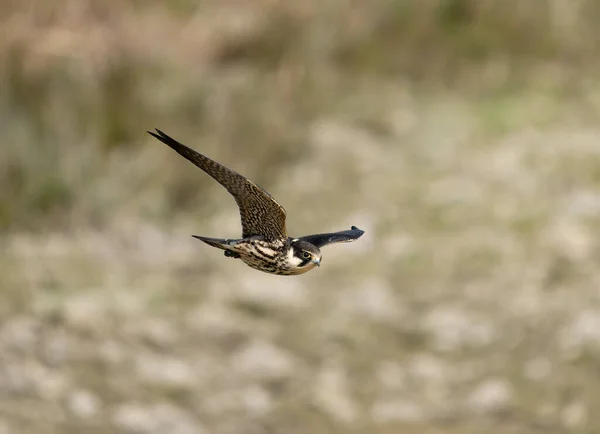 Hobby Falco Subbuteo Single Juvinile Bird Flight Cormwall September 2022 — Stock Photo, Image
