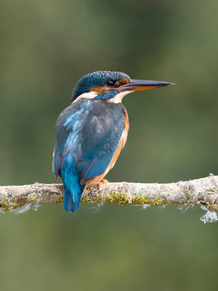 Kingfisher Alcedo Atthis Single Female Branch West Midlands September 2022 — 图库照片