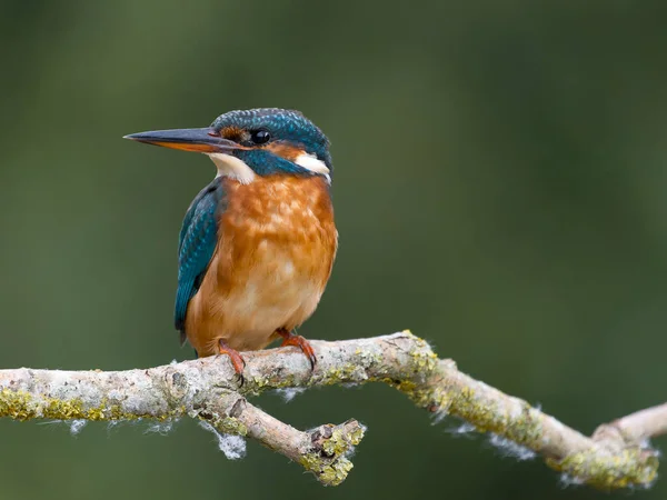 Kingfisher Alcedo Atthis Femme Célibataire Sur Branche West Midlands Septembre — Photo