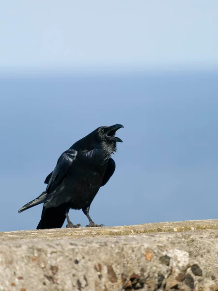 Corvo Corvus Corax Único Pássaro Parede Chamando Cormwall Setembro 2022 — Fotografia de Stock