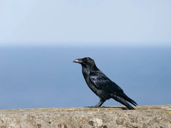 Corvo Corvus Corax Uccello Singolo Sulla Parete Cornovaglia Settembre 2022 — Foto Stock