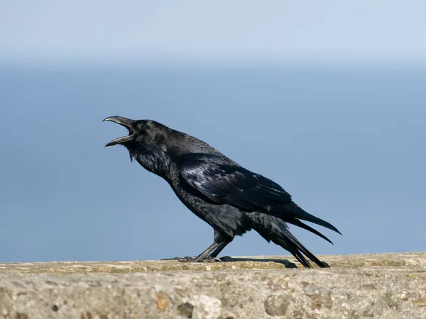 Corvo Corvus Corax Uccello Singolo Sulla Parete Chiamata Cornovaglia Settembre — Foto Stock