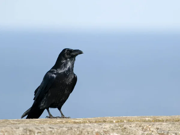 Cuervo Corvus Corax Solo Pájaro Pared Cormwall Septiembre 2022 — Foto de Stock