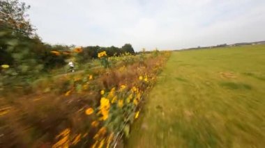 FPV, Hollanda 'da güzel doğa çiçekleri ve çim tarlalarında bisiklet süren bir kadını takip ediyor. Zeeland.