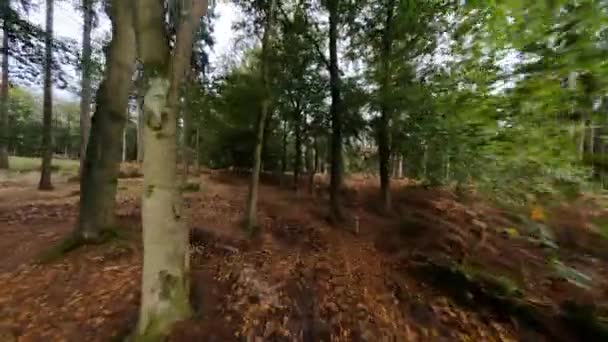 Forrest flyger genom fpv träd växter och gröna, gamla skog antenn. lövverk och grönt på hösten. — Stockvideo