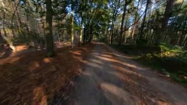 Forrest fpv ağaçlarının arasından uçuyor bitkiler ve yeşil, eski orman antenleri. Sonbaharda yeşillik ve yeşillik.