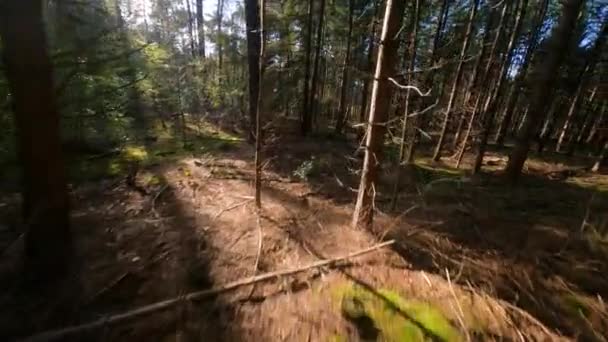 Forrest flyger genom fpv träd växter och gröna, gamla skog antenn. lövverk och grönt på hösten. — Stockvideo