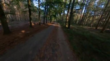 Forrest fpv ağaçlarının arasından uçuyor bitkiler ve yeşil, eski orman antenleri. Sonbaharda yeşillik ve yeşillik.