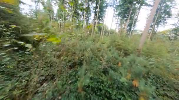 Forrest flying through fpv trees plants and green, old forrest aerial. foliage and green in autumn. — Stock Video