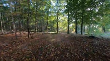 Forrest fpv ağaçlarının arasından uçuyor bitkiler ve yeşil, eski orman antenleri. Sonbaharda yeşillik ve yeşillik.