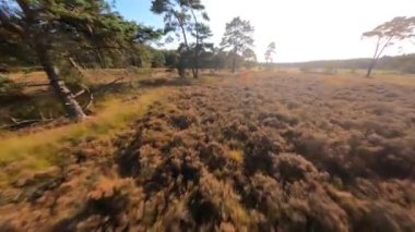 Uçan fpv çayırların üzerinden uçar doğal bozkır, Baarn, Lage Vuursche, Utrecht, Hollanda. Sonbahar mevsimi doğa renkleri.