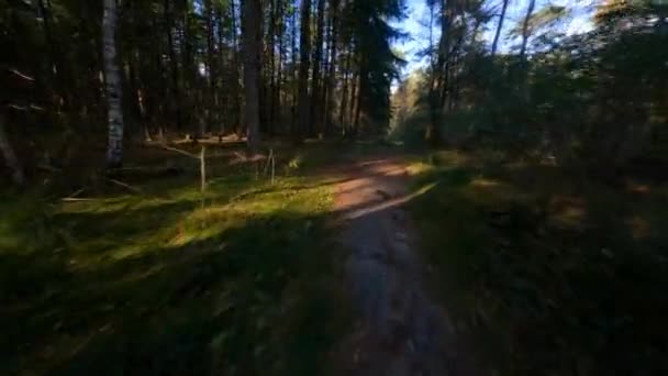 Forrest fliegt durch fpv Bäume Pflanzen und grüne, alte Waldantenne. Laub und Grün im Herbst. — Stockvideo