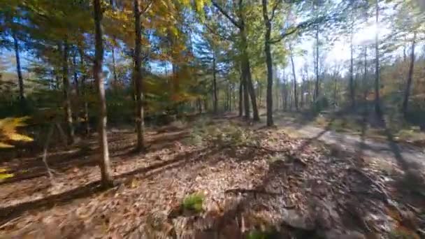 Ліс, що пролітає крізь рослини fpv дерев і зелений, старий ліс. листя і зелене восени . — стокове відео