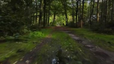Forrest fpv ağaçlarının arasından uçuyor bitkiler ve yeşil, eski orman antenleri. Sonbaharda yeşillik ve yeşillik.