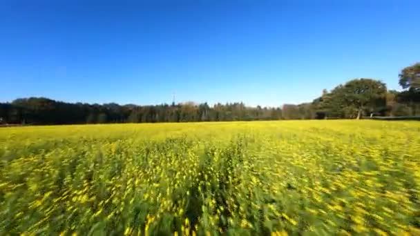 FPV-Drohnenflug über gelb blühenden Sonnenblumenfeldern im Herbstsommer an einem sonnigen Tag. Baumplantage. — Stockvideo
