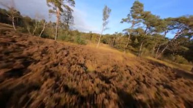 Uçan fpv çayırların üzerinden uçar doğal bozkır, Baarn, Lage Vuursche, Utrecht, Hollanda. Sonbahar mevsimi doğa renkleri.