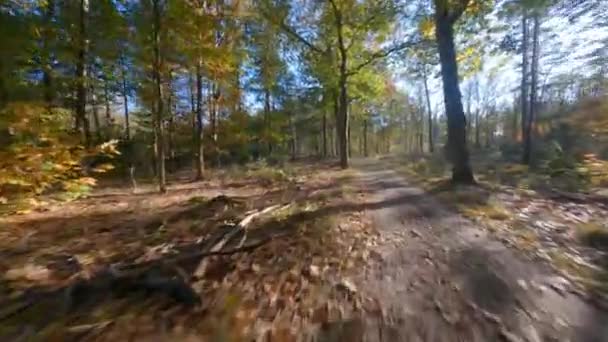 Форрест пролетает через деревья fpv и зеленую, старую лесную антенну. листва и зеленый цвет осенью. — стоковое видео