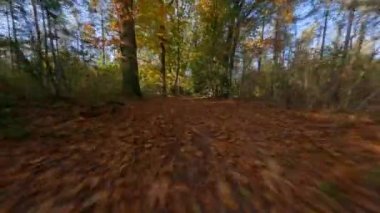 Forrest fpv ağaçlarının arasından uçuyor bitkiler ve yeşil, eski orman antenleri. Sonbaharda yeşillik ve yeşillik.