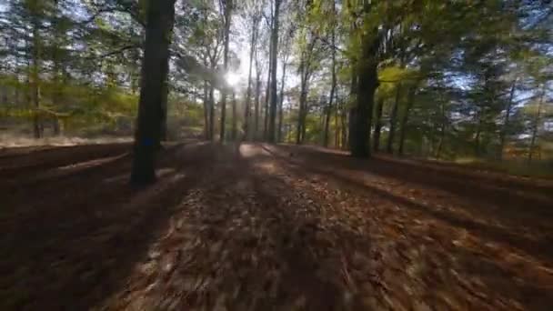 Forrest fliegt durch fpv Bäume Pflanzen und grüne, alte Waldantenne. Laub und Grün im Herbst. — Stockvideo