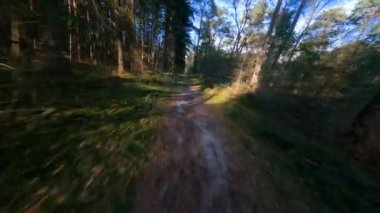 Forrest fpv ağaçlarının arasından uçuyor bitkiler ve yeşil, eski orman antenleri. Sonbaharda yeşillik ve yeşillik.