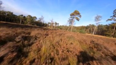 Uçan fpv çayırların üzerinden uçar doğal bozkır, Baarn, Lage Vuursche, Utrecht, Hollanda. Sonbahar mevsimi doğa renkleri.