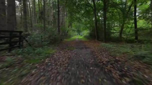 Forrest fliegt durch fpv Bäume Pflanzen und grüne, alte Waldantenne. Laub und Grün im Herbst. — Stockvideo