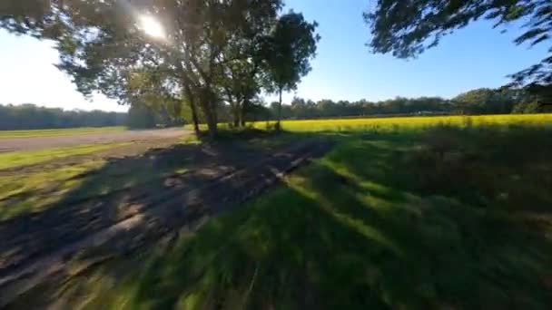 Sonbahar yazında güneşli bir günde sarı çiçek tarlası üzerinde FPV insansız hava aracı uçuşu. Ağaç ekimi. — Stok video
