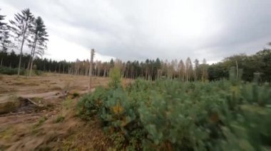 Forrest fpv ağaçlarının arasından uçuyor bitkiler ve yeşil, eski orman antenleri. Sonbaharda yeşillik ve yeşillik.