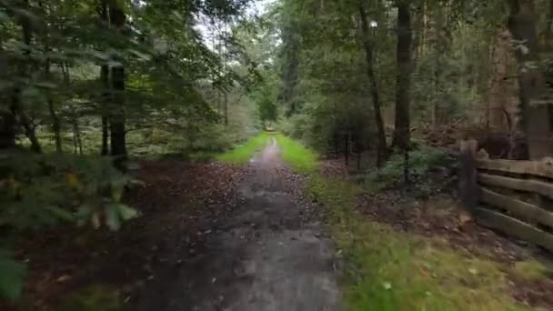 Fpv 나무와 녹색, 오래 된 방어용 공중을 통해 포레스트 비행. 가을에 잎 과푸른 잎. — 비디오
