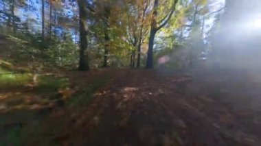 Forrest fpv ağaçlarının arasından uçuyor bitkiler ve yeşil, eski orman antenleri. Sonbaharda yeşillik ve yeşillik.