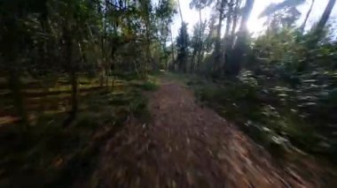 Forrest fpv ağaçlarının arasından uçuyor bitkiler ve yeşil, eski orman antenleri. Sonbaharda yeşillik ve yeşillik.
