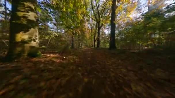Fpv 나무와 녹색, 오래 된 방어용 공중을 통해 포레스트 비행. 가을에 잎 과푸른 잎. — 비디오