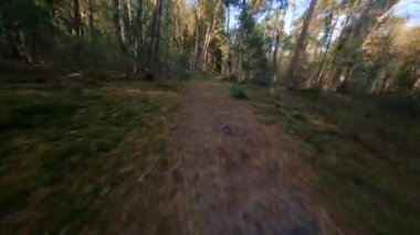 Forrest fpv ağaçlarının arasından uçuyor bitkiler ve yeşil, eski orman antenleri. Sonbaharda yeşillik ve yeşillik.