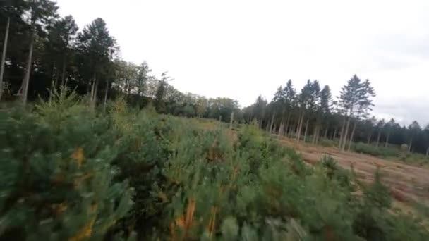 Forrest vliegen door fpv bomen planten en groene, oude boslucht. gebladerte en groen in de herfst. — Stockvideo