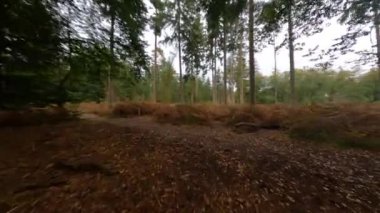 Forrest fpv ağaçlarının arasından uçuyor bitkiler ve yeşil, eski orman antenleri. Sonbaharda yeşillik ve yeşillik.