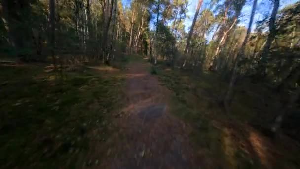 Forrest volando a través de árboles fpv plantas y verde, viejo bosque aéreo. follaje y verde en otoño. — Vídeo de stock