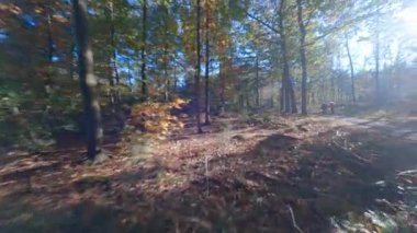 Forrest fpv ağaçlarının arasından uçuyor bitkiler ve yeşil, eski orman antenleri. Sonbaharda yeşillik ve yeşillik.