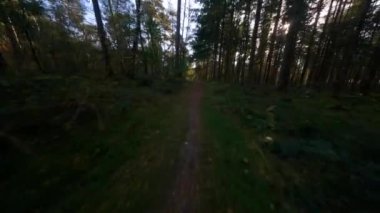 Forrest fpv ağaçlarının arasından uçuyor bitkiler ve yeşil, eski orman antenleri. Sonbaharda yeşillik ve yeşillik.