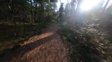 Forrest fpv ağaçlarının arasından uçuyor bitkiler ve yeşil, eski orman antenleri. Sonbaharda yeşillik ve yeşillik.