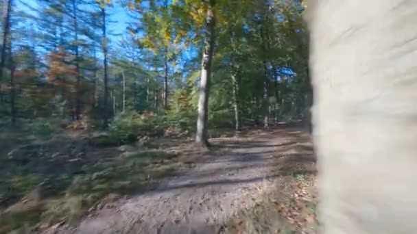 フォレストfpvの木の植物や緑、古い森の空中を飛んでいる。秋の紅葉と緑. — ストック動画