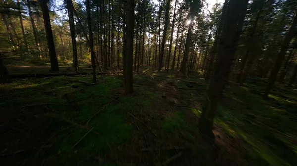 Forrest flying through fpv trees plants and green, old forrest aerial. foliage and green in autumn. — Stock Photo, Image