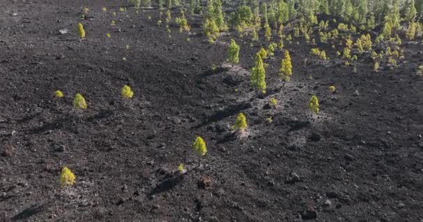 Parc National Paysage Rocheux Volcan Tiede Paysage Volcanique Rugueux Arbres — Video
