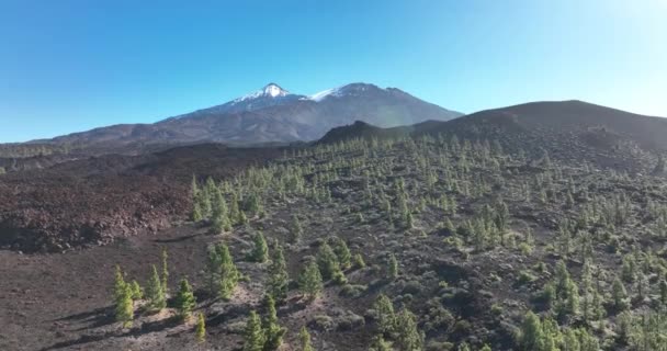 El Tiede vulkaan rotsachtig landschap nationaal park. Ruwe stenen vulkanisch landschap. Lichtgroene bomen in een kliflandschap op een zonnige dag. Tenerife, Spanje, Canarische eilanden, — Stockvideo
